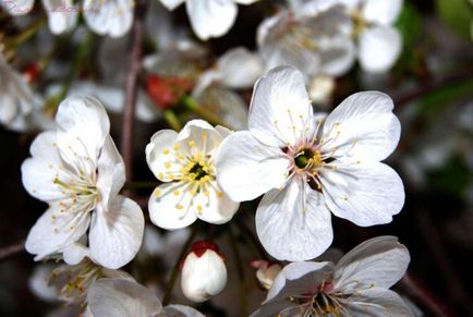 Cseresznyefa - egy mágikus és gyógyító tulajdonságokkal