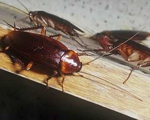 Reparații de lucru de uz casnic pentru gândaci care vor ajuta cu siguranță