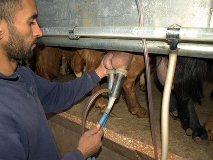 Laptele de capra pentru a încuraja și a crește producția de lapte