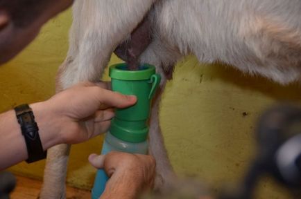 Laptele de capra pentru a încuraja și a crește producția de lapte