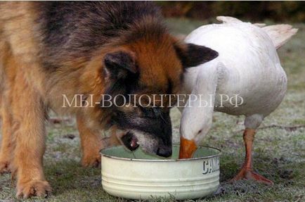 Barátság liba életét mentette meg egy kutya, menedéket önkéntesek Scherbinka támogató hajléktalan állatok