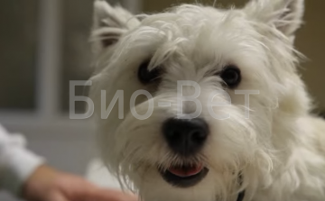 ЕКГ тварин, проведення ЕКГ собак і кішок - ветеринарна клініка біо-вет