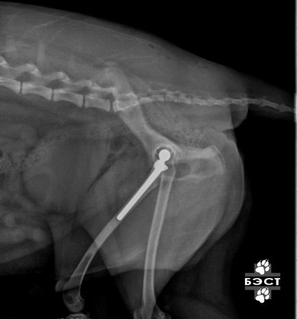 Ендопротезування кульшового суглоба у собак, ветеринарна клініка бест в Новосибірську