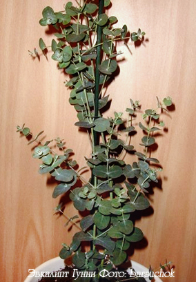 Евкаліпт eucalyptus - догляд за евкаліптом
