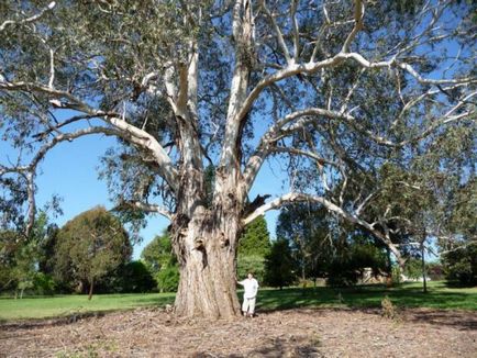 Descriere Eucalyptus prutoid, fotografie, distribuție, proprietăți medicinale