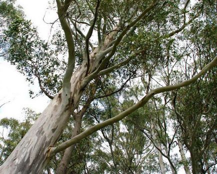 Descriere Eucalyptus prutoid, fotografie, distribuție, proprietăți medicinale