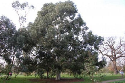 Descriere Eucalyptus prutoid, fotografie, distribuție, proprietăți medicinale