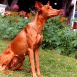 Câinele lui Faraon este o rasă veche de câini.