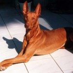 Фараоновий собака - давня порода собак