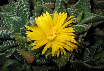 Faukarya foto, tipuri și grijă de o floare la domiciliu