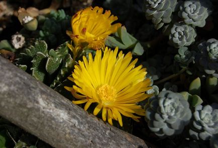 Faukarya foto, tipuri și grijă de o floare la domiciliu