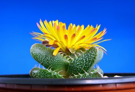 Фаукарія фото, види і догляд за квіткою в домашніх умовах
