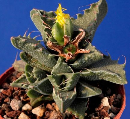 Faucaria îngrijire la domiciliu, specie foto, reproducere