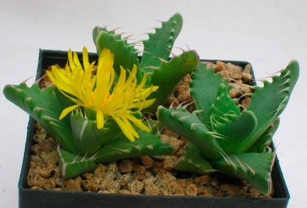 Faucaria îngrijire la domiciliu, specie foto, reproducere