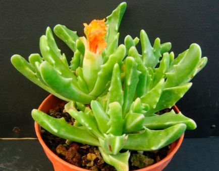 Faucaria îngrijire la domiciliu, specie foto, reproducere