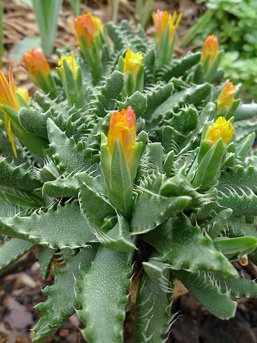 Faucaria - típusok, gondozás, tenyésztés, Greenhome