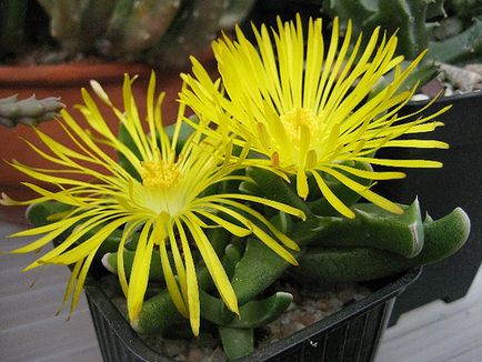 Faucaria - típusok, gondozás, tenyésztés, Greenhome