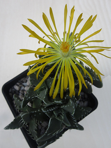 Faucaria - típusok, gondozás, tenyésztés, Greenhome