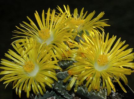 Faucaria - típusok, gondozás, tenyésztés, Greenhome