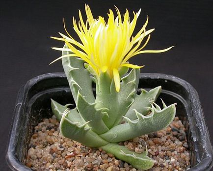 Faucaria - típusok, gondozás, tenyésztés, Greenhome