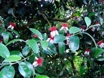 Feijoa - crescând acasă