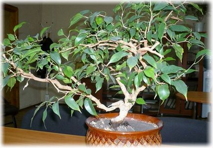 Ficus benjamina îngrijire, soiuri de fotografie și reproducere, vărsare de frunze