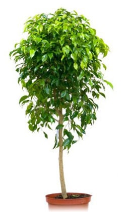 Ficus benjamina îngrijire, soiuri de fotografie și reproducere, vărsare de frunze