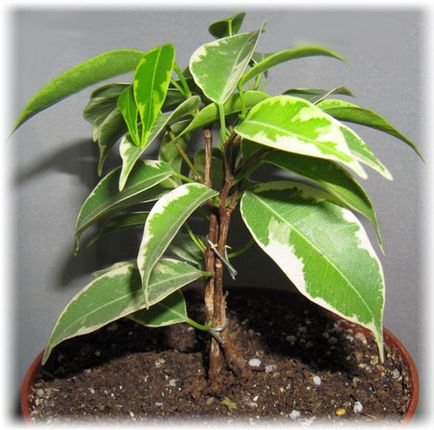 Ficus benjamina îngrijire, soiuri de fotografie și reproducere, vărsare de frunze