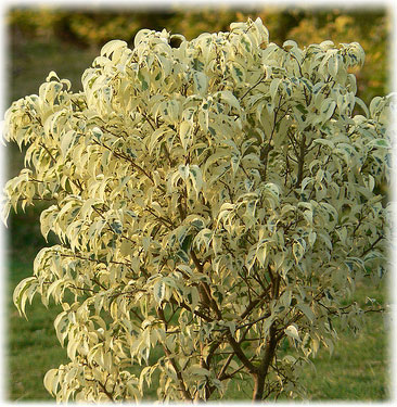 Ficus benjamina îngrijire, soiuri de fotografie și reproducere, vărsare de frunze