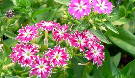 Phlox terry anual