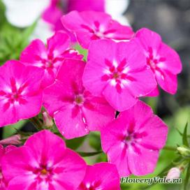 Phlox terry anual