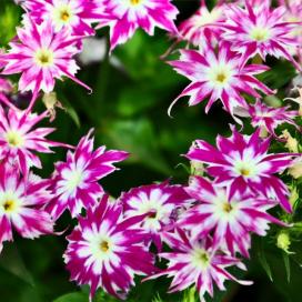 Phlox terry anual