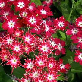 Phlox terry anual