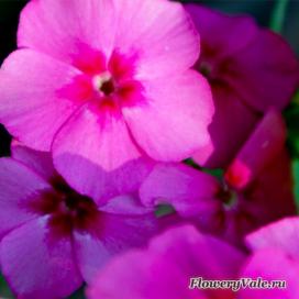 Phlox terry anual