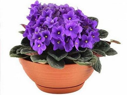 Freedecor »квіти з термопластика викрійки, поради, хитрощі