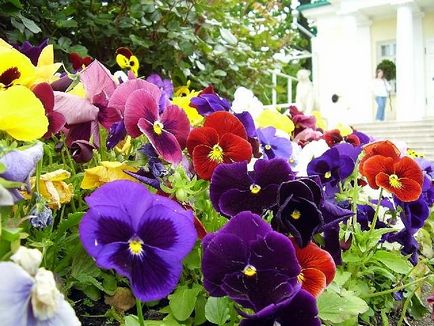 Freedecor »квіти з термопластика викрійки, поради, хитрощі