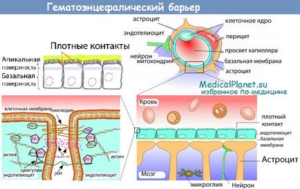 Гематоенцефалічний бар'єр будова, гістологія