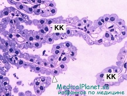 Structura barieră hemato-cerebrală, histologie