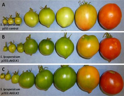 Genetica a aflat de ce tomatele nu au devenit gustoase