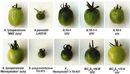 Genetica a aflat de ce tomatele nu au devenit gustoase