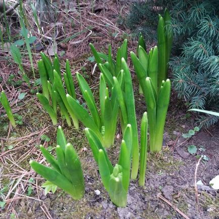 Hyacint sau - o floare de ploaie - floarea mea de primavara preferata