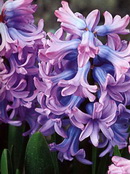 Hyacint - o floare de ploi de primavara