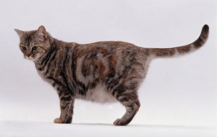 Viermi într-un grup de pisici gravide de paraziți, diagnostic și tratament