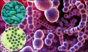 Simptome purulente cu varicela, cum ar fi tratamentul adulților și copiilor