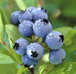 Blueberry termesztés - hazai vállalkozás