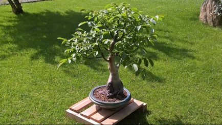 Волоський горіх фото дерева, як виростити саджанець з волоського горіха в домашніх умовах