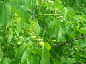 Walnut népszerű erdőben fotók, funkciók ültetés és gondozás, módszerek reprodukció