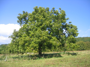 Sucuri populare din lemn de nuc cu fotografii, caracteristici de plantare și îngrijire, moduri de reproducere