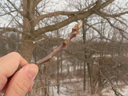 Walnut ültetés, gondozás, formálása, reprodukció