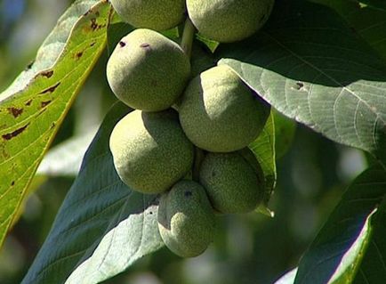 Walnut ültetés, gondozás, formálása, reprodukció